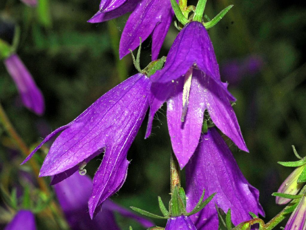 Grandi fiori viola: Campanula rapunculoides